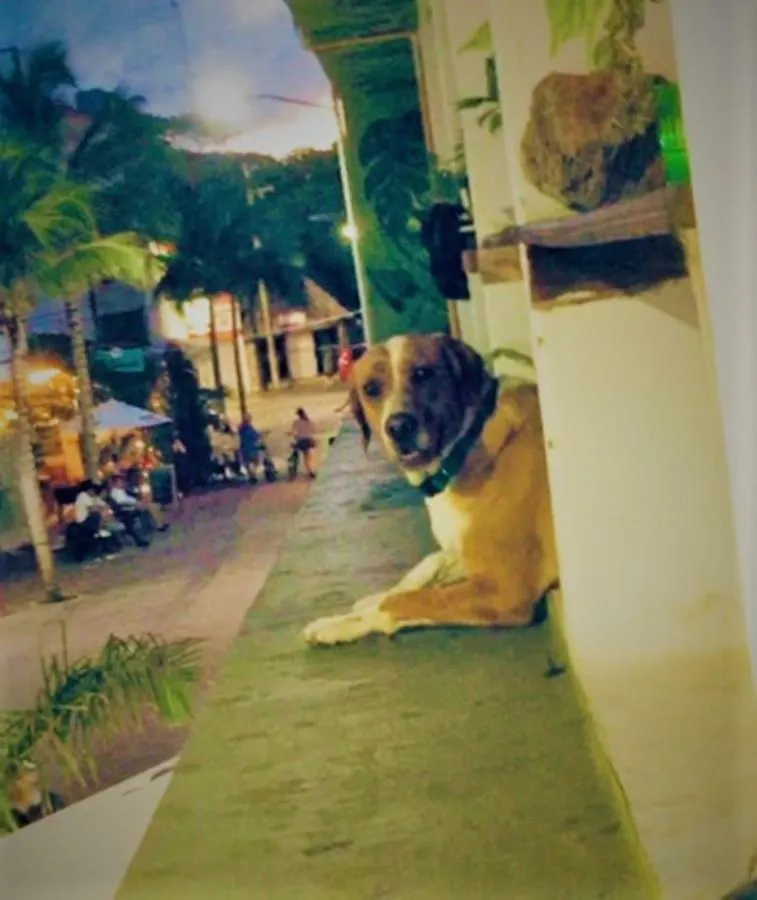 Guacamundo Beach Hostel 5Th. Ave Playa del Carmen